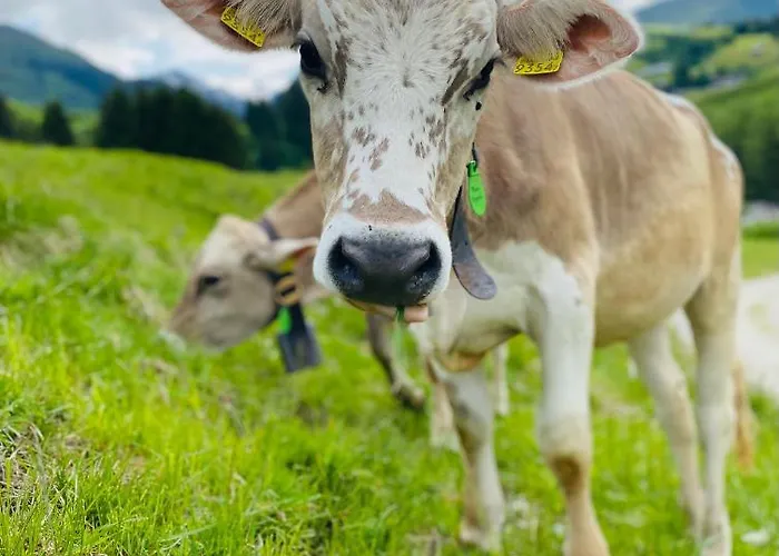 Mountain Getaway Sedrun * Rueras